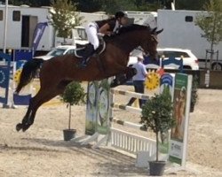 broodmare Curly Sue 159 (Westphalian, 2008, from Captain Fire)