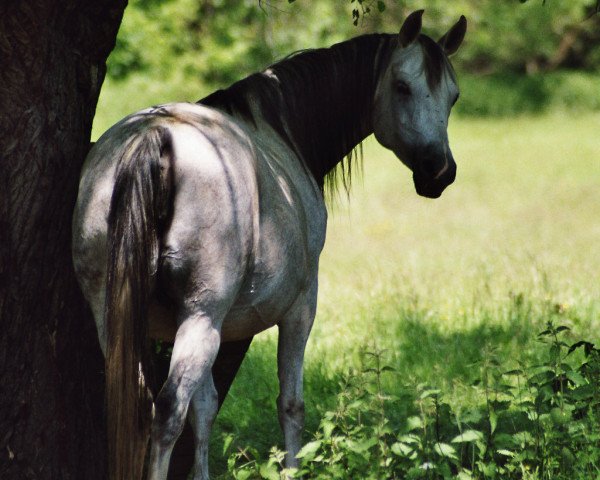 broodmare Aswana V ox (Arabian purebred, 1995, from Mansul ox)