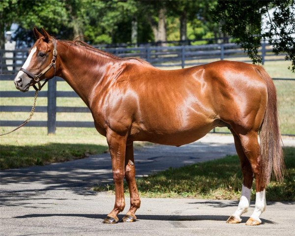broodmare Enchanted Woods xx (Thoroughbred, 1997, from Woodman xx)