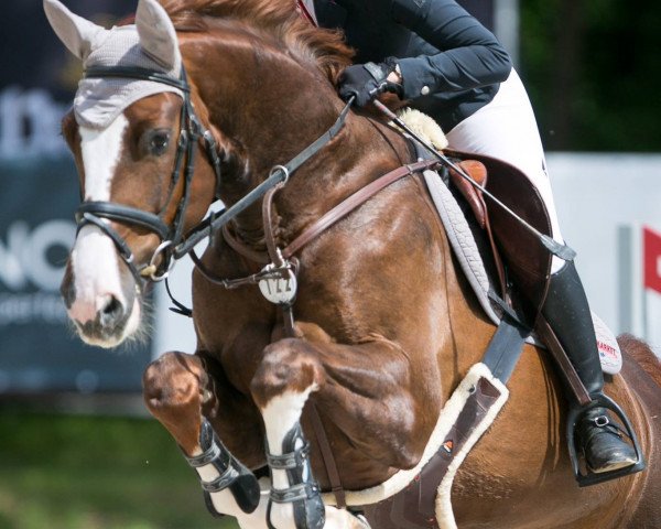 dressage horse Havjeras (Trakehner, 2011, from Hipoidas)