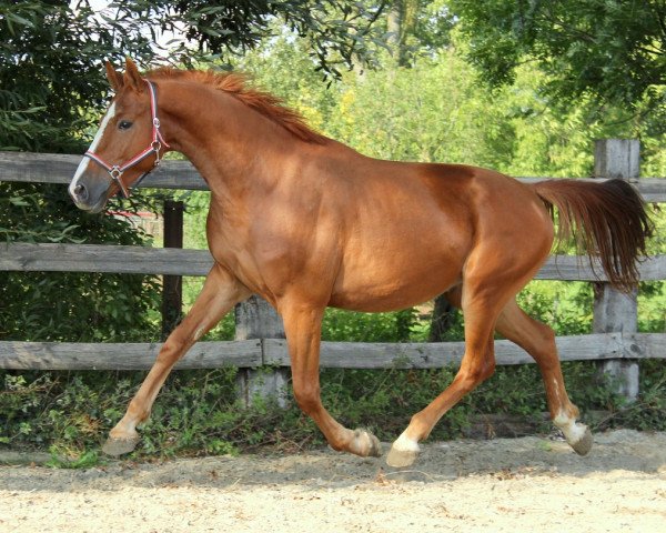 horse Icarus (KWPN (Royal Dutch Sporthorse), 2013, from Arezzo)