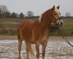 dressage horse Annabel (Haflinger, 2010, from Stoanmandl-C)