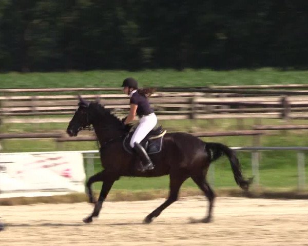 Reitturnier Coesfeld/Lette 2018