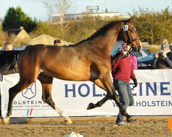 stallion Lyandro (Holsteiner, 2015, from Lyjanero)