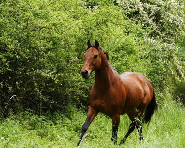 dressage horse Nice Hush xx (Thoroughbred, 1999, from Alwuhush xx)