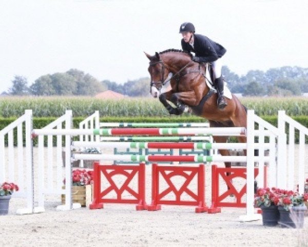 jumper QUINCY 200 (Oldenburg show jumper, 2011, from Quintero)