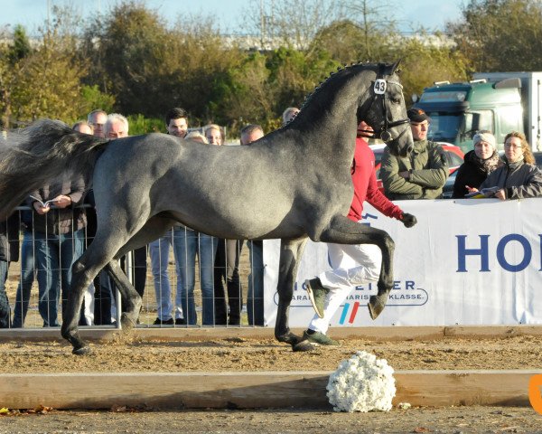 horse Caliano (Holsteiner, 2015, from Cornet Obolensky)