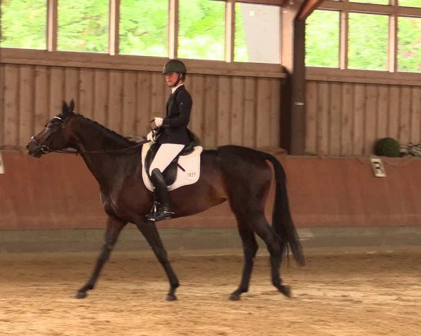 Reitturnier Fröndenberg 2018
