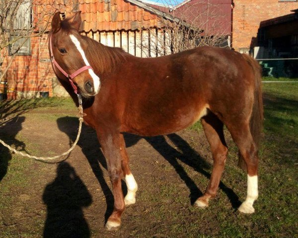 Pferd Medina ox (Vollblutaraber, 1998, von Bajadere ox)