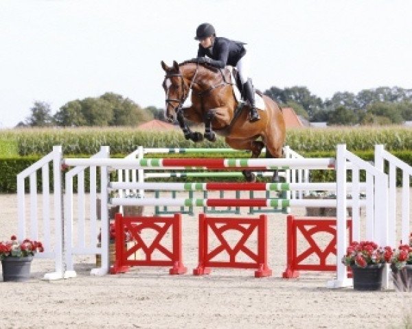 jumper Quibell 28 (Holsteiner, 2011, from Quarz Ask)