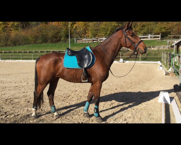 Pferd Chucky Boy (Luxemburgisches Reitpferd, 2013, von Conway II)