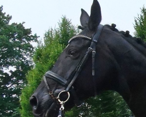 broodmare Season (Rhinelander, 2006, from Sandro Hit)