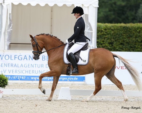 broodmare Grace Kelly (German Riding Pony, 2013, from HET Golden Dream)