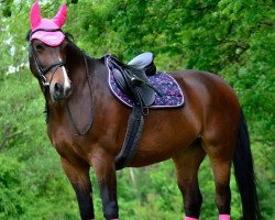 dressage horse Geoveva (Sachs-door. Heavy Warmbl., 2003, from Gordon)