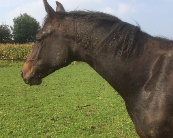 horse Darceur IR (Westphalian, 2016, from Dibadu L)