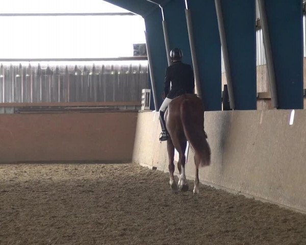 Reitturnier Remscheid, Buscher Hof 2018