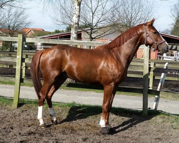 stallion Quantum of Solace B (German Sport Horse, 2013, from Quaterback)
