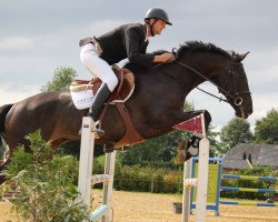 jumper Emir (KWPN (Royal Dutch Sporthorse), 2009, from Guccio)