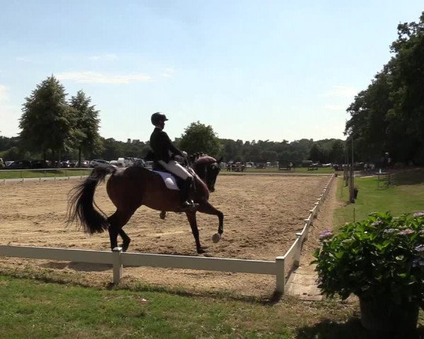 Reitturnier Coesfeld/Lette 2018