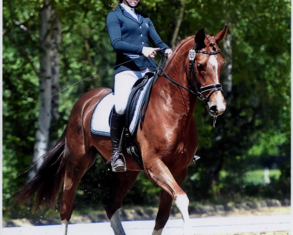 jumper Filou 2080 (Hanoverian, 2011, from Fidertanz)