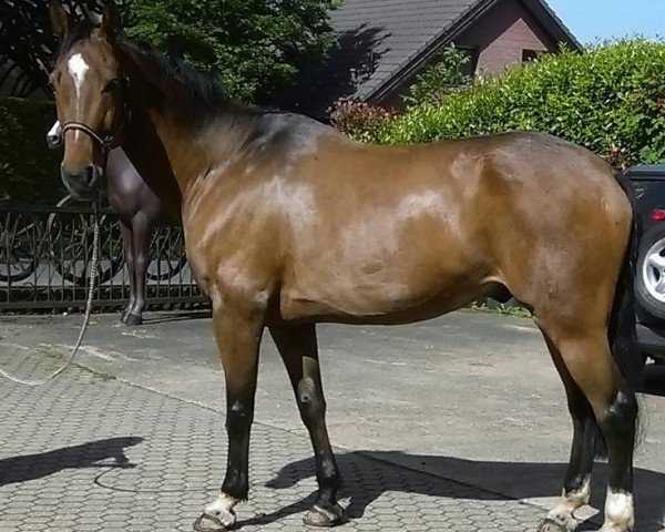 dressage horse Rabulist (Westphalian, 2002, from Rubiloh)
