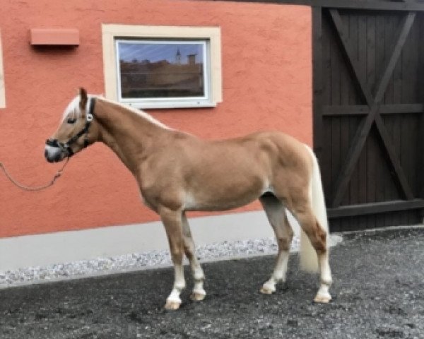 horse Stitch (1,37% ox) (Edelbluthaflinger, 2015, from Star Royal)