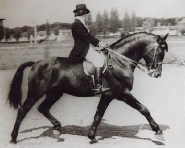 broodmare Maiga (Latvian Warmblood, 1949, from Mādis)