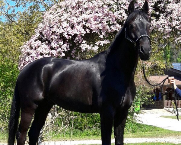 horse Momo (Hanoverian, 2012, from Detroit)
