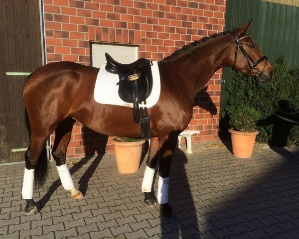 broodmare Feline (Hanoverian, 2009, from Florencio I)