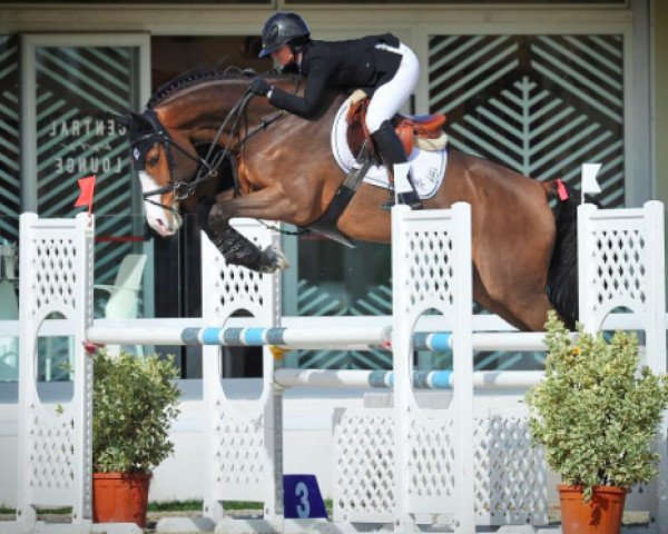 jumper Hind (KWPN (Royal Dutch Sporthorse), 2012, from Vittorio)