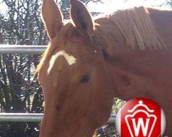 Caballo Be Luna (Württemberger, 2009, de Basic)