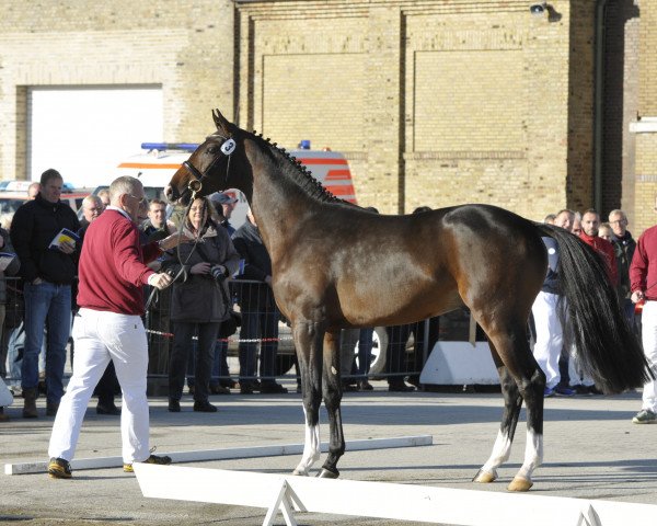 stallion Fracom (Holsteiner, 2015, from Fragonard xx)