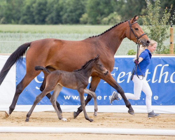 broodmare Floraline (Bavarian, 2011, from Halimey Go)