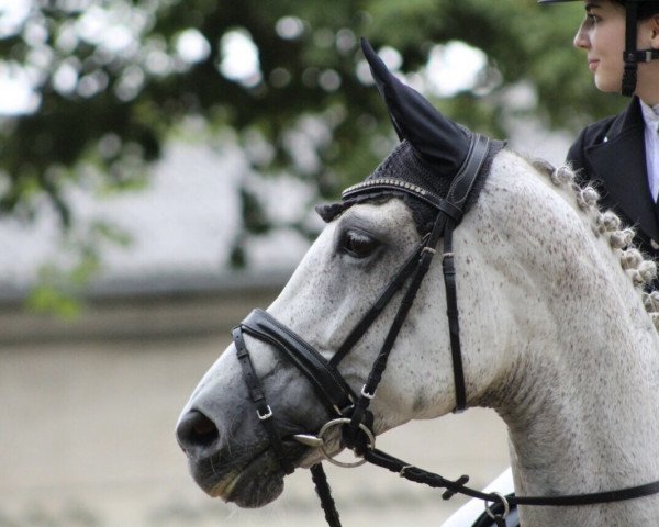 broodmare Leandra 207 (Hanoverian, 2005, from Le Primeur)