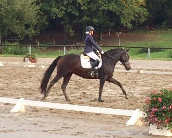 dressage horse Femme Fatale 35 (Oldenburg, 2012, from Fürstenball)