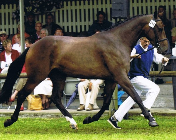Zuchtstute Tessa (KWPN (Niederländisches Warmblut), 2000, von Manhattan)