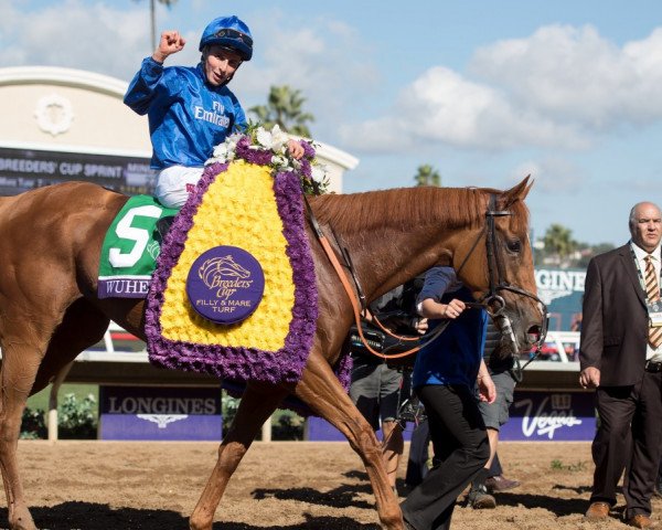 horse Wuheida xx (Thoroughbred, 2014, from Dubawi xx)