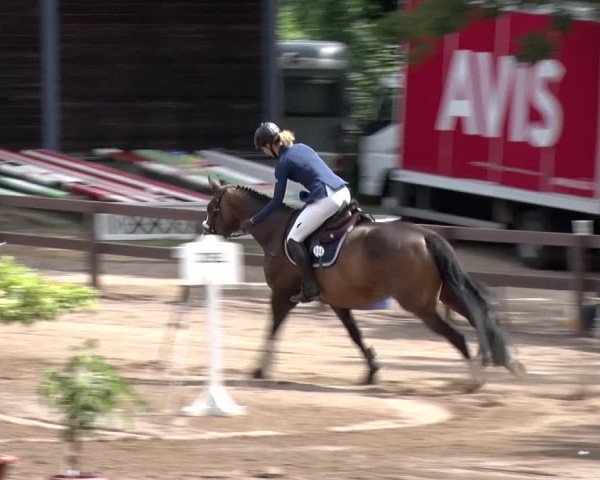 Reitturnier Alt Zeschdorf 2018