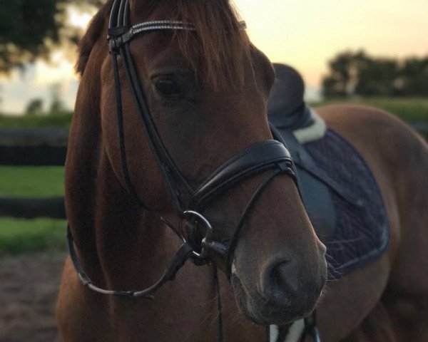 broodmare Rosine L (Oldenburg, 2012, from Rockefeller)