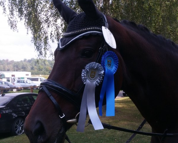 dressage horse Donna Panthea (Hanoverian, 2007, from Don Frederico)