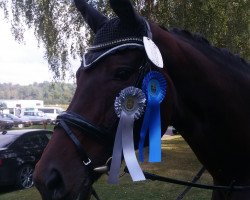 dressage horse Donna Panthea (Hanoverian, 2007, from Don Frederico)