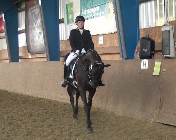 Reitturnier Remscheid, Buscher Hof 2018