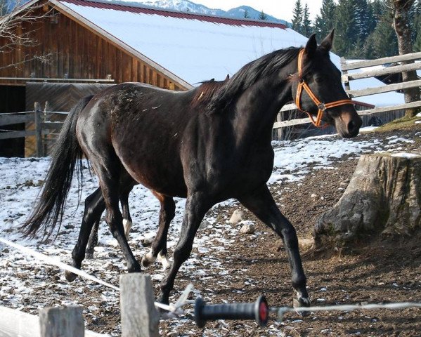broodmare Donna Flores (Bavarian, 2008, from Don Frederico)