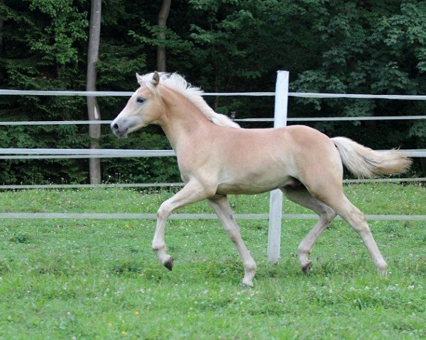 horse Stiffler (Haflinger, 2014, from liz. 350/T Stainz)