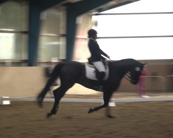 Reitturnier Remscheid, Buscher Hof 2018