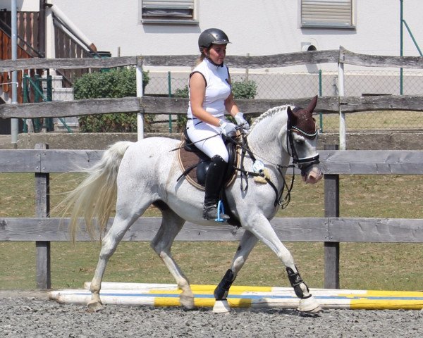 dressage horse Principal 13 (German Riding Pony, 1998, from Playboy)