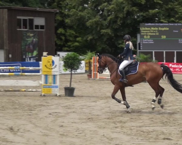 Reitturnier Remscheid, Buscher Hof 2018