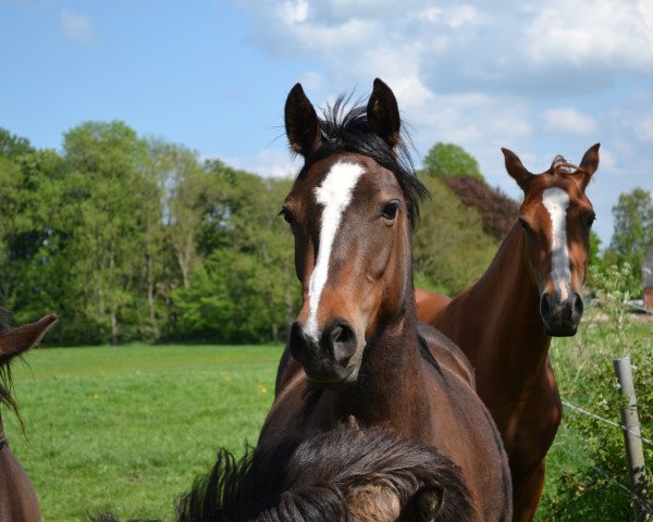 horse Holsteins Skyline (German Riding Pony, 2014, from Holsteins Charmeur)