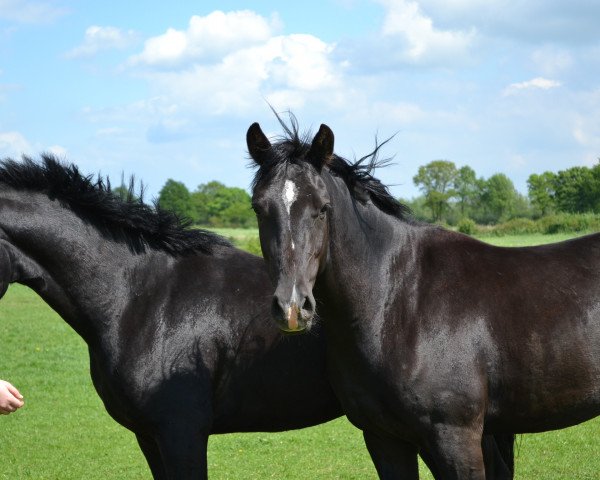 horse Holsteins Hanseat (German Riding Pony, 2014, from Holsteins Hurrican)