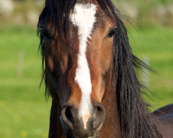 horse Holsteins Casanova (German Riding Pony, 2014, from Holsteins Charmeur)